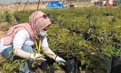 تعاون أممي مع العراق لتمكين المرأة العراقية من الزراعة الذكية